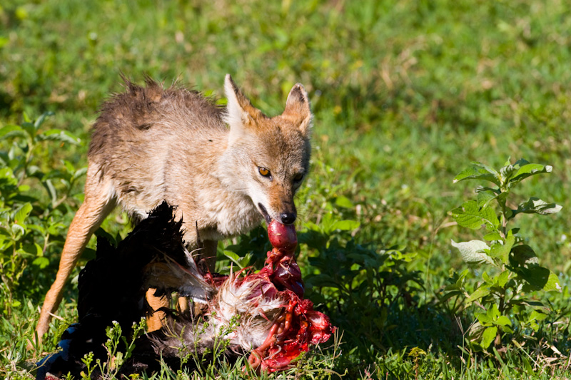 Golden Jackal Eating Abdims Stork